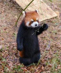 red panda Meme Template