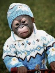 Monkey sweater Meme Template