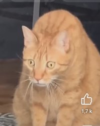 Surprised orange cat single Meme Template