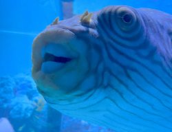 Awkward fish Bob Meme Template