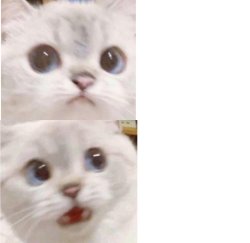Surprised Cat Meme Template