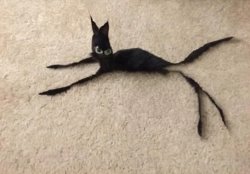 Gato Flaco Meme Template