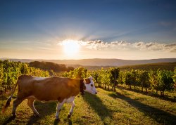 Cow in vineyard Meme Template