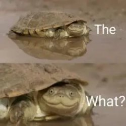 Turtle The What Meme Template