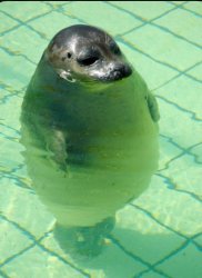 Seal Meme Template