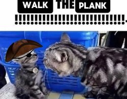 cat yelling to a kitten pirate edition Meme Template
