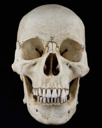 skull Meme Template