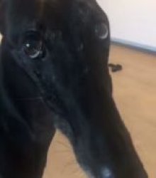 Perrito Meme Template