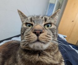 hehe stupid kitty Meme Template