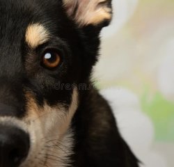 Dog Meme Template