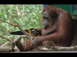 Monkey with saw Meme Template