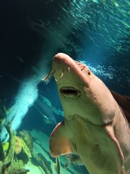 Fish Meme Template