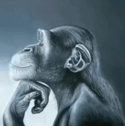 monkey Meme Template