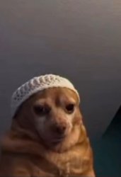 Dog meme Meme Template