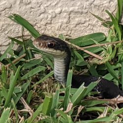 Snek Meme Template