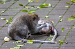 Monkey couple Meme Template