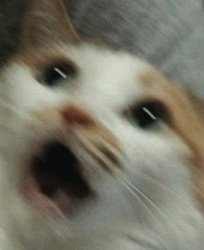 Scared cat meme Meme Template