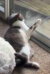 Pondering Cat Meme Template