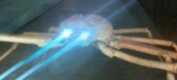 Laser crab Meme Template