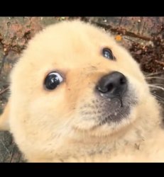 $Doge2 Meme Template