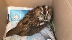 sick owl Meme Template