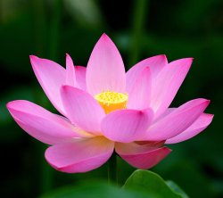 lotus flower Meme Template