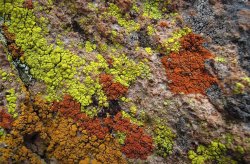 I'm really lichen Meme Template