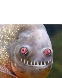 Blursed Pirhana Meme Template
