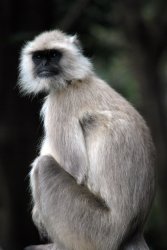 indian hanuman langur Meme Template