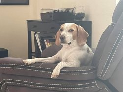 Most Interesting Beagle In The World Meme Template