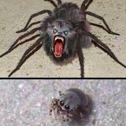 Spider they describe/spider I see Meme Template