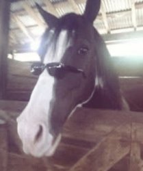 Horse Meme Template