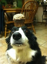 muffin dog Meme Template