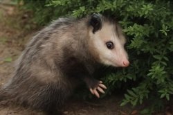 Surprised oppossum Meme Template