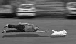 Dog pulling man along on leash Meme Template