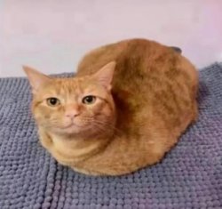 Hamborgor cat i think Meme Template