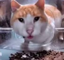 Cat Looking At Camera Meme Template