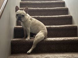 Butters the Frenchie Meme Template