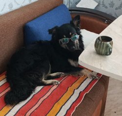 dog with glasses Meme Template