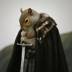 Squirrel winter is coming Meme Template