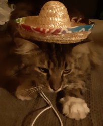 sombrero cat Meme Template
