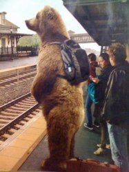 backpack bear Meme Template