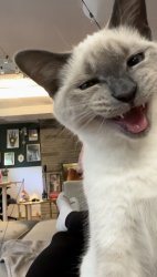 screaming cat Meme Template