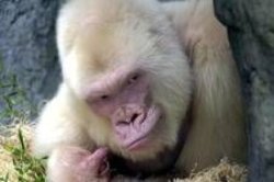 Swow flake gorilla Meme Template