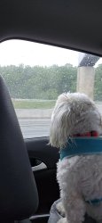 Dog looking out rainy window Meme Template
