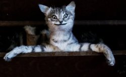 taxidermy cat Meme Template