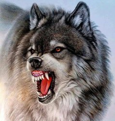 WOLF Meme Template