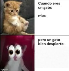 Gato bien despierto Meme Template