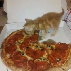 Eating cat Meme Template