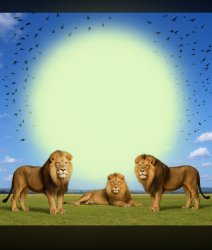 Lion Meme Template